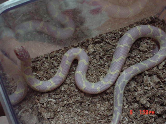 my desert albino~(In korea~)