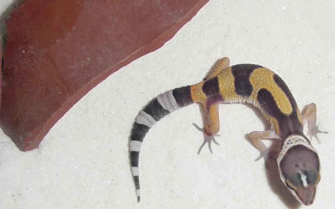 Nemo (his head i a little white, he should be shedding soon)