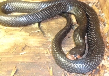 Female