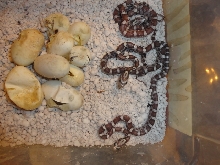 2015 Corns Snakes