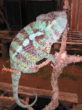Ambanja Panther 071203