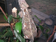 Veiled eggs