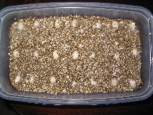 Veiled eggs