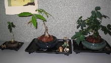 indoor bonsai