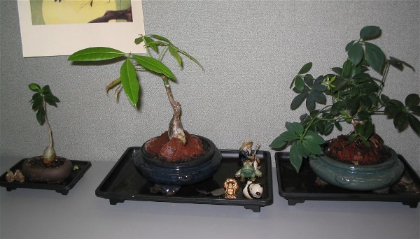 indoor bonsai