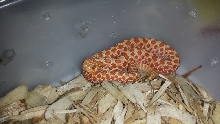 Extreme Red Albino W. Hognose