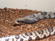 False Water Cobra pic1