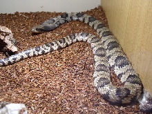 False Water Cobra pic 2