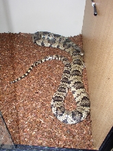 False Water Cobra pic3