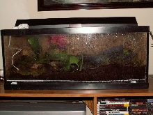 Dart Frog Setup