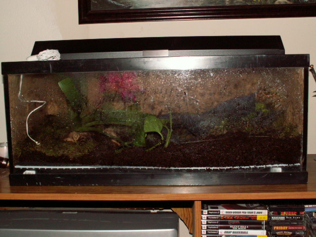 Dart Frog Setup