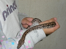 Dumerils Boa