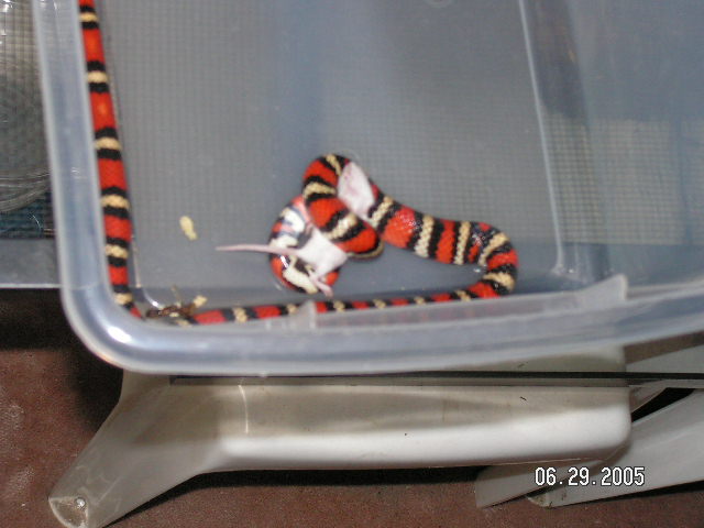 Coastal Mtn Kingsnake
