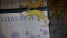 RW Patternless Albino female
