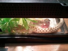 W. Hognose Feeding