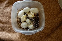 Ca kingsnake eggs