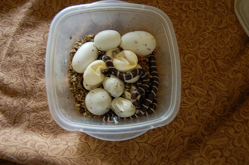 Ca kingsnake eggs