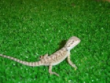 My Baby Blaze