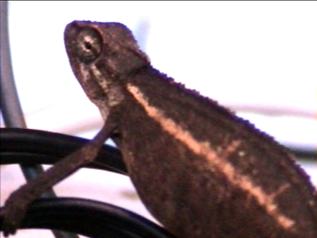 New C. Bitaeniatus?