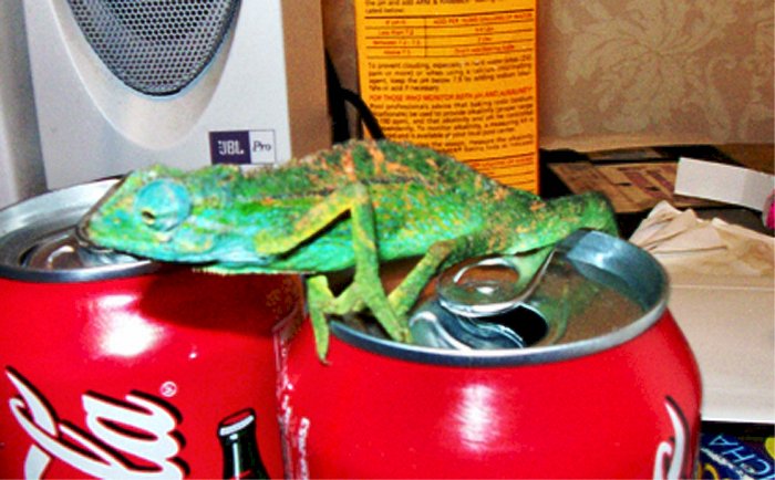 C. Ellioti