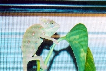 New Veiled