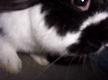 Rufus Attacks!!! AAA!!