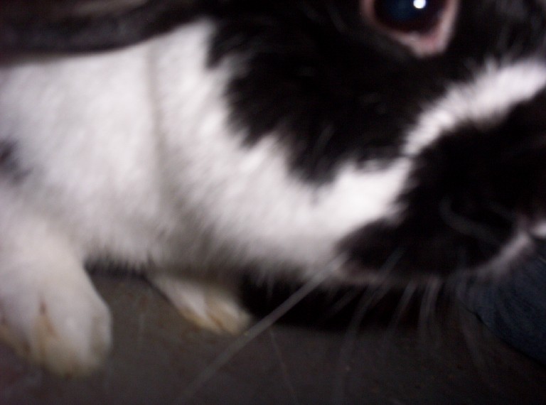 Rufus Attacks!!! AAA!!