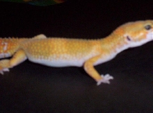OJ's Pattern...Gives a truer view of his tang! :)