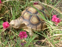 Tank (Aug04)