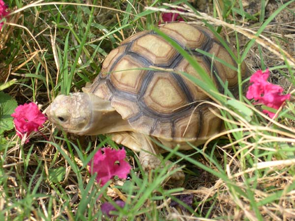 Tank (Aug04)