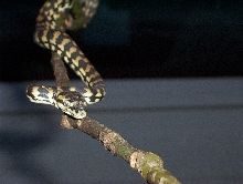 Coastal Carpet Python