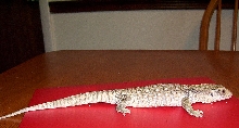 Savannah Monitor