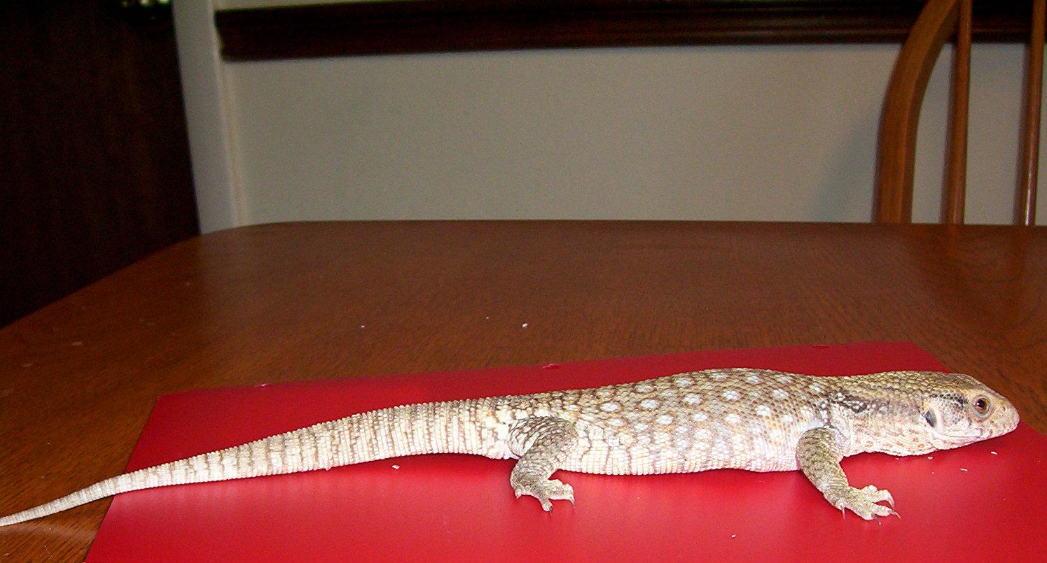 Savannah Monitor