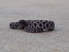 Pygmy Rattlesnake