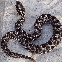 Pygmy Rattlesnake