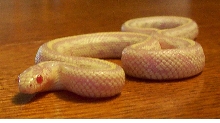 Albino California Kingsnake