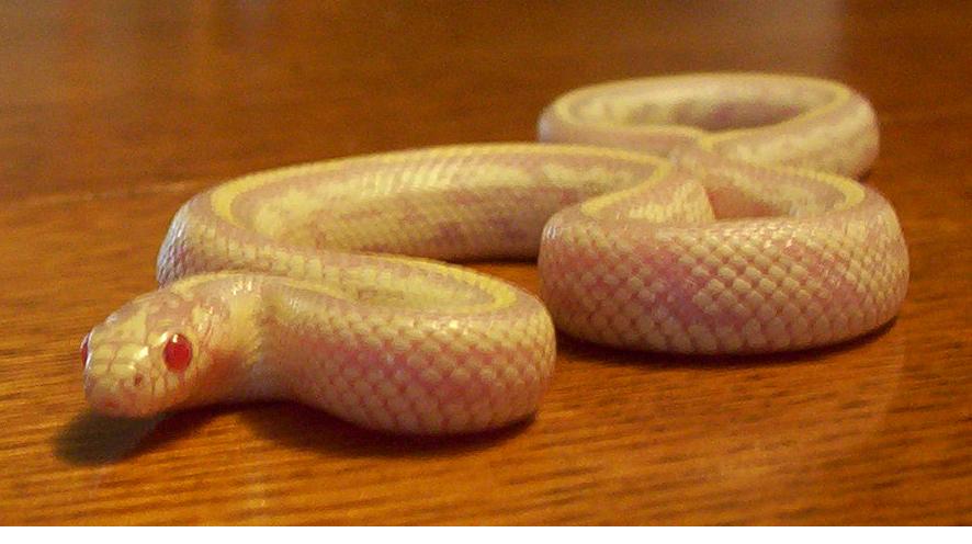 Albino California Kingsnake