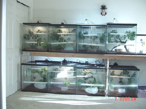 Arboreal Room