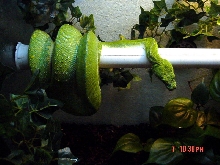 Male Sorong Type