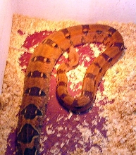 Red Group Boa