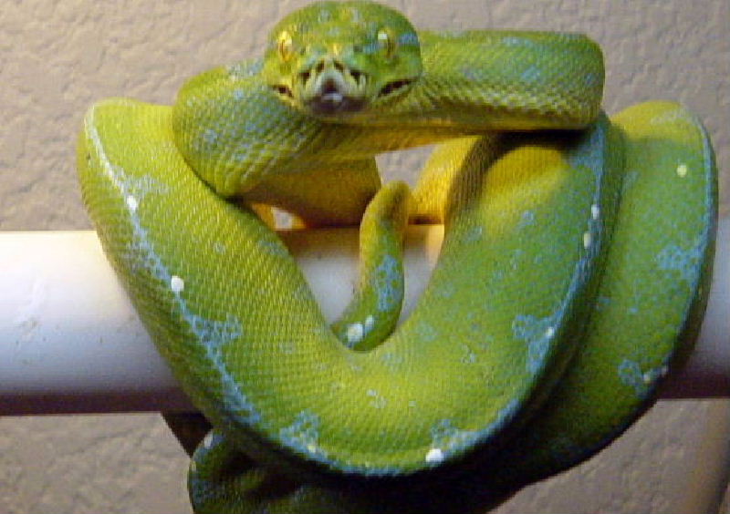 Jayapura Type