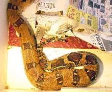 Female EBV x JRP aprox 9 hours after waxy poo