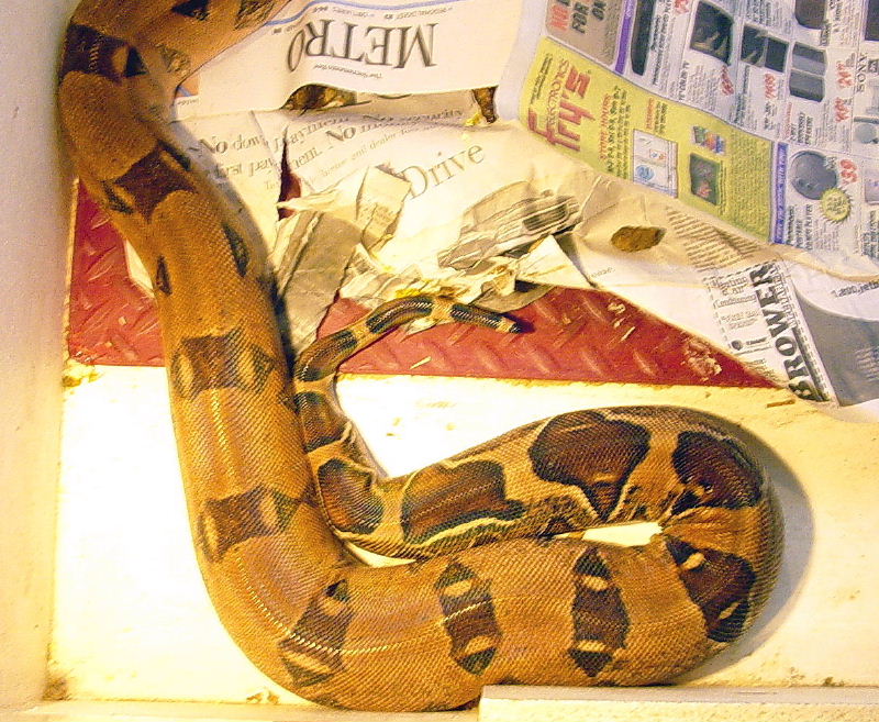 Female EBV x JRP aprox 9 hours after waxy poo