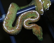 Male Basin