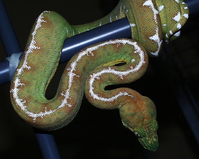 Male Basin