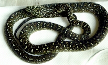 diamond python baby2