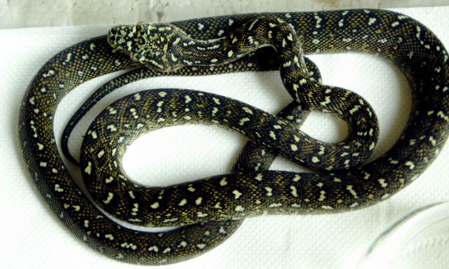 diamond python baby2