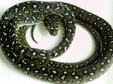diamond python baby3