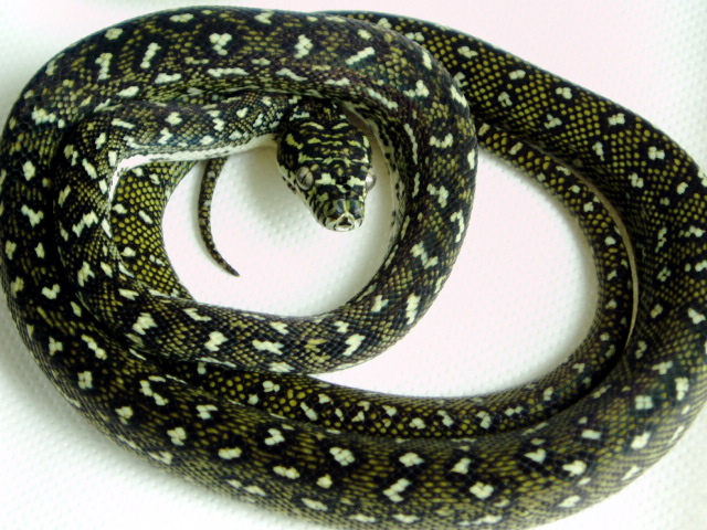 diamond python baby3