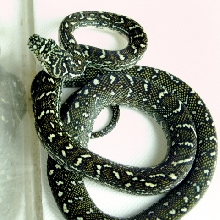 diamond python baby